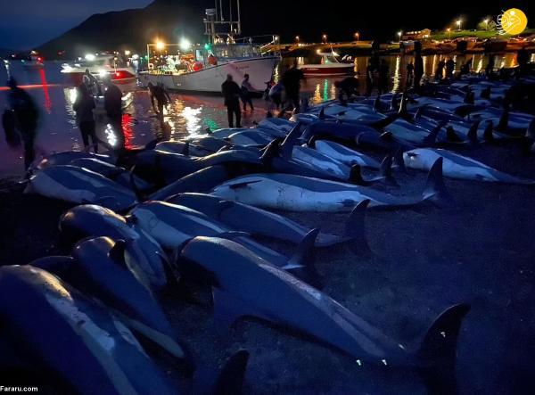 کشتار وحشیانه 1400 دلفین در جزایر فارو