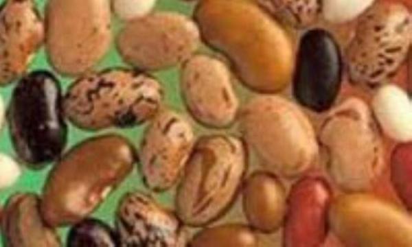 روش صحیح خیساندن لوبیا: سه روشی که هرکس می تواند آنها را امتحان نماید