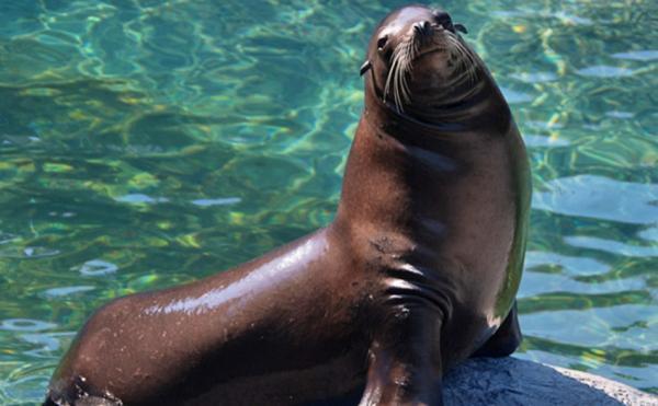 مرگ یک قلاده شیردریایی در مرکز نگهداری حیات وحش صفادشت