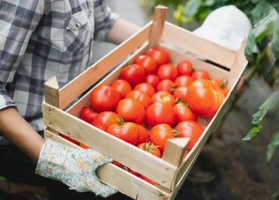 عرضه گوجه فرنگی در بازار افزایش یافت