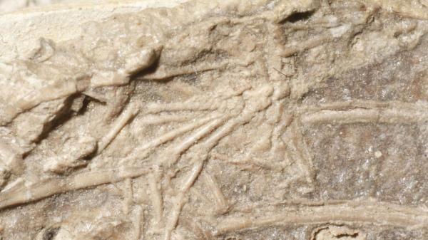 کشف بقایای پستانداری که 120 میلیون سال پیش خورده شد!