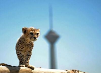 پیروز سرمای تهران را چگونه تحمل می نماید؟