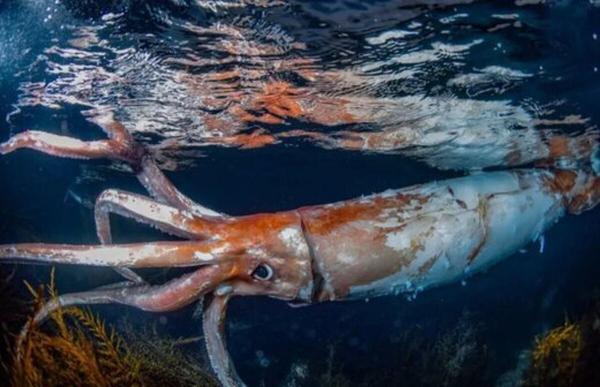 مواجهه ترسناک با یکی از اسرارآمیزترین موجودات اقیانوس