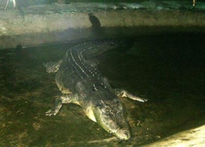 عکس ، این تمساح رکورددار گینس است!