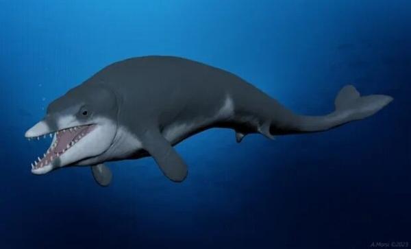 کشف حیرت انگیز یک نهنگ پادار در مصر!
