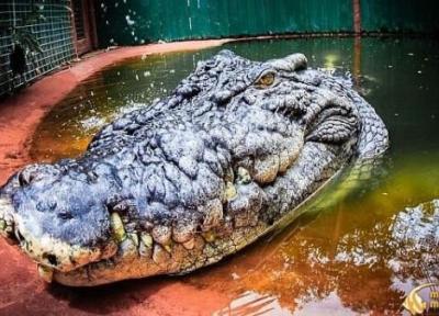 غول پیکرترین تمساح دنیا بزرگ تر از آن است که تصور می شد!، عکس